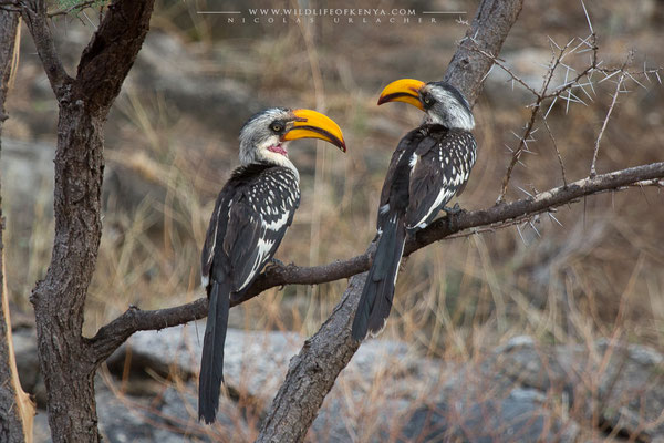Samburu National Reserve