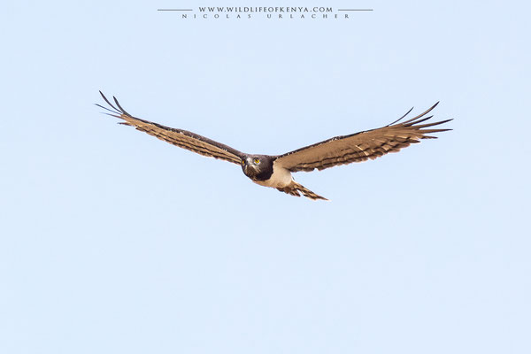 Samburu National Reserve