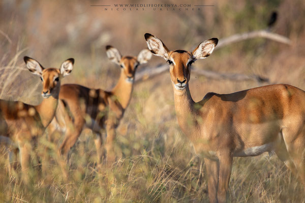 Shaba National Reserve