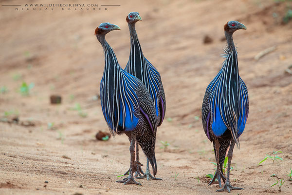 Tsavo West National Park