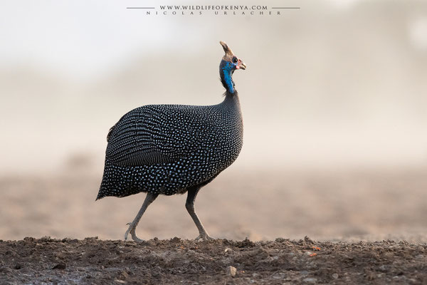Shompole Conservancy