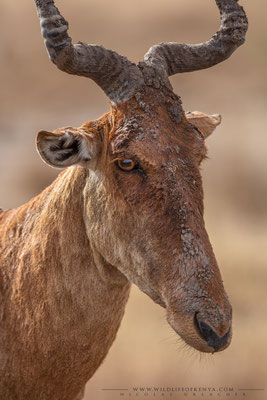 Nairobi National Park