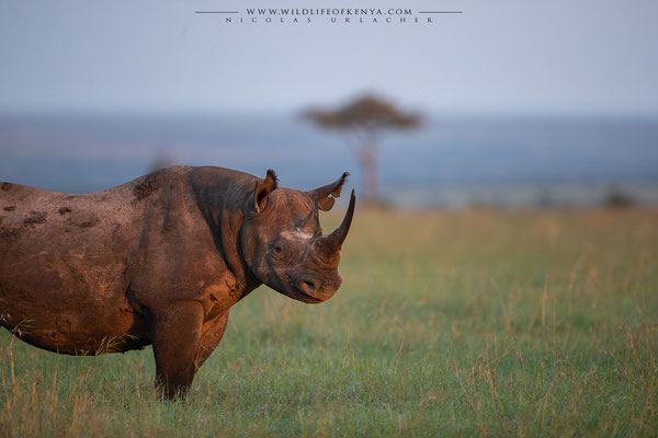 Ol Pejeta Conservancy