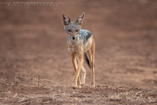 Tsavo West National Park