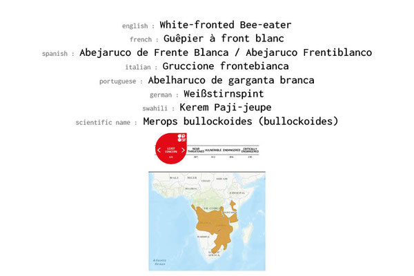 Names, conservation status and distribution of White-fronted Bee-eater