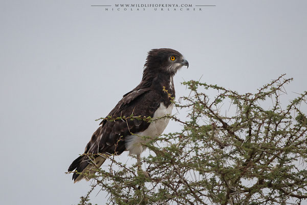 Buffalo Springs National Reserve