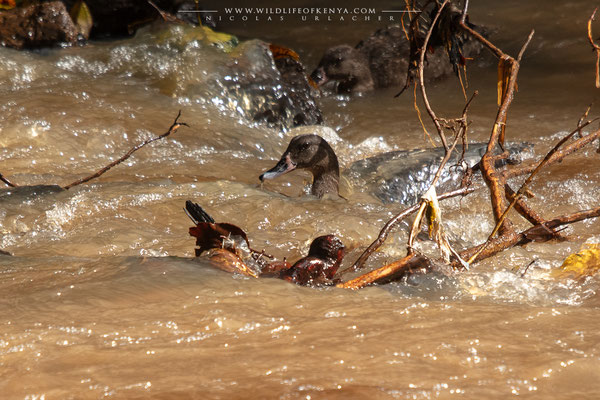 Nakuru National Park