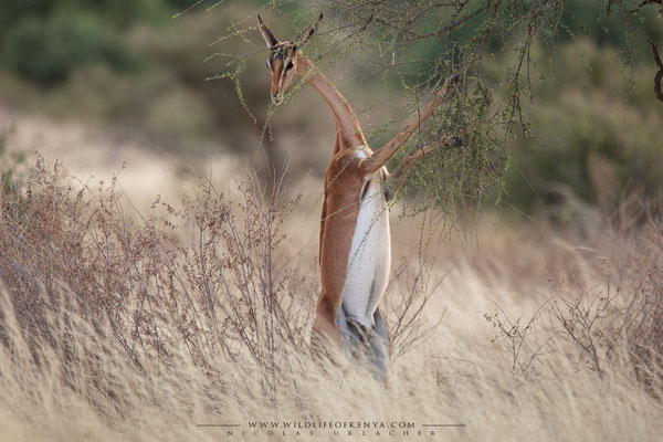 Samburu National Reserve