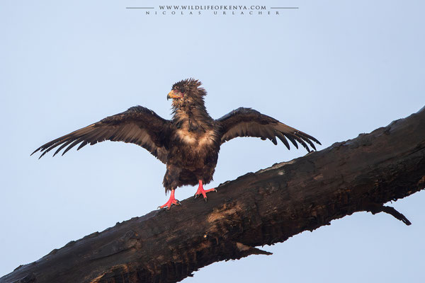 Buffalo Springs National Reserve