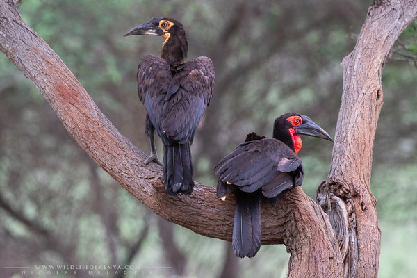 Tsavo West National Park