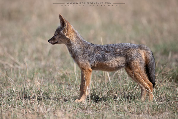 Mara Triangle