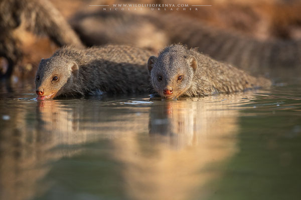 Shompole Conservancy