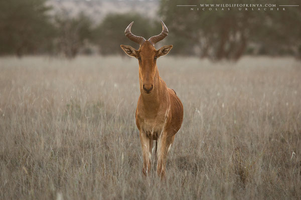 Taita Hills Wildlife Sanctuary