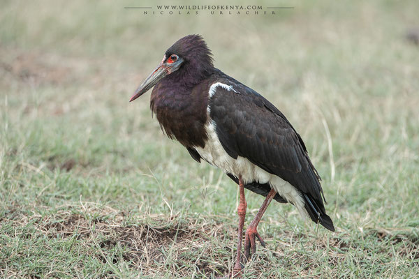 Mara Triangle National Reserve