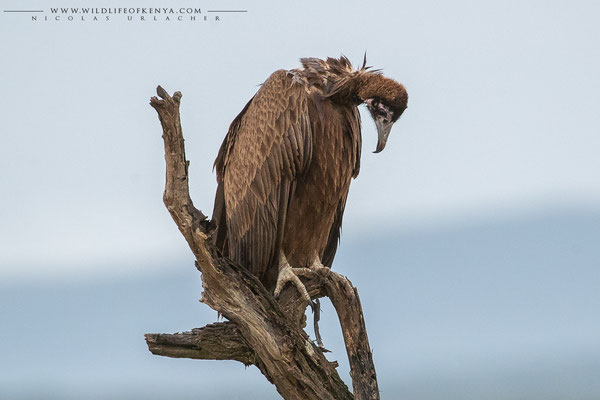 Ol Kinyei Conservancy