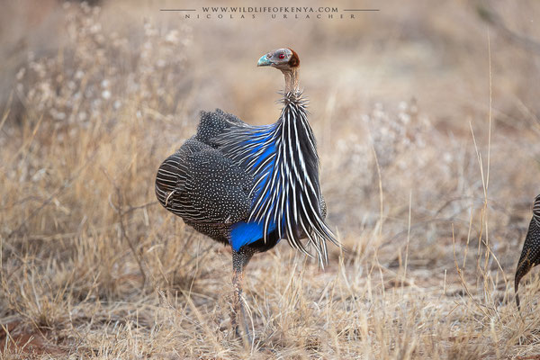 Samburu National Reserve