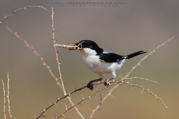 Samburu National Reserve