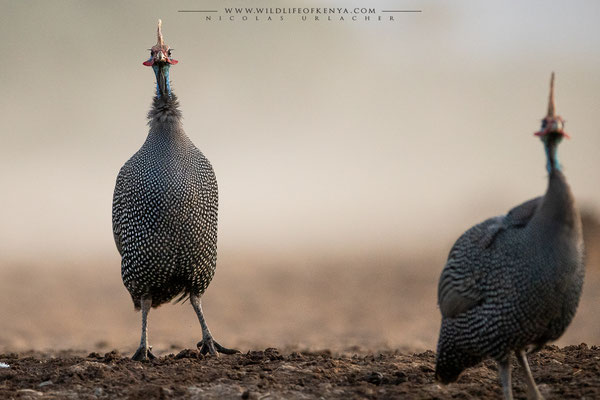Shompole Conservancy