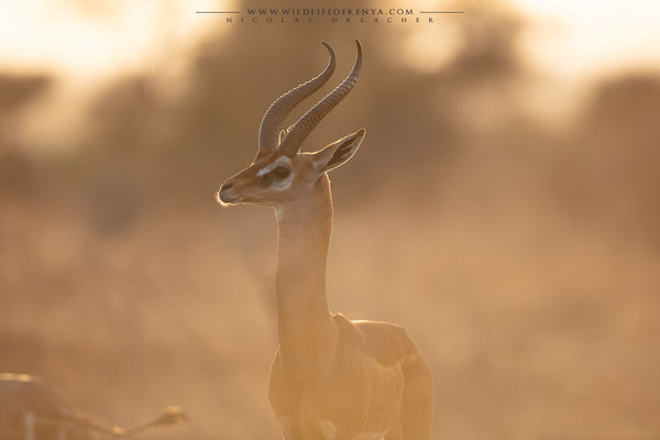 Samburu National Reserve