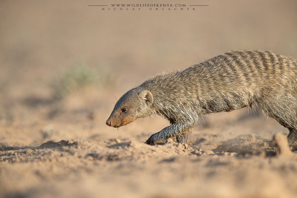 Shompole Conservancy
