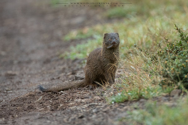 Aberdare National Park