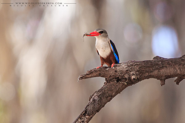 Samburu National Reserve
