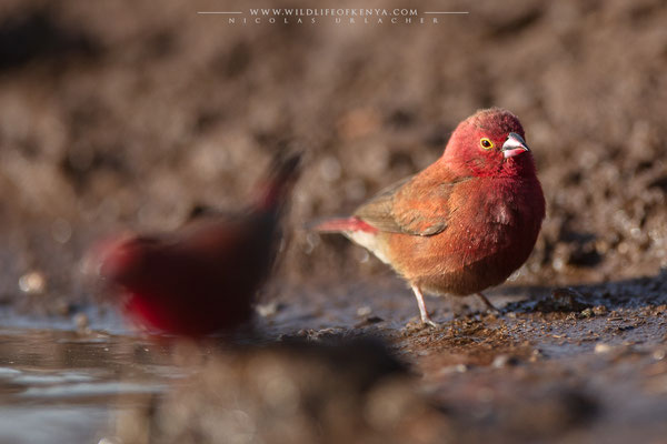 Shompole Conservancy