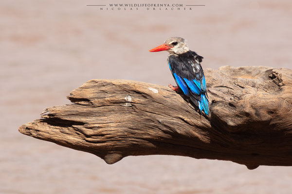 Samburu National Reserve