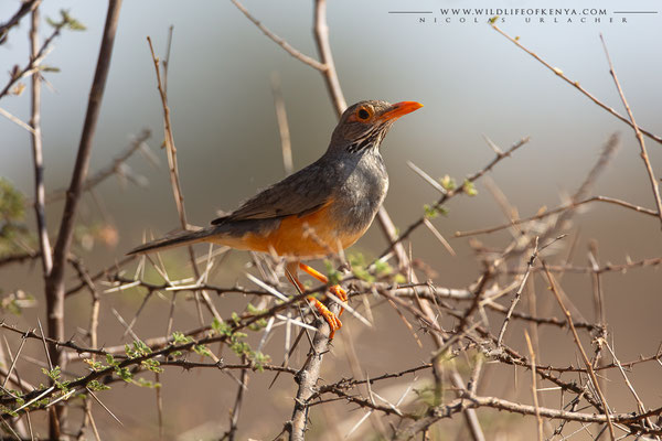 Samburu National Reserve
