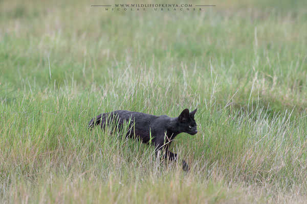 Amboseli National Park