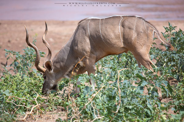 Samburu National Reserve