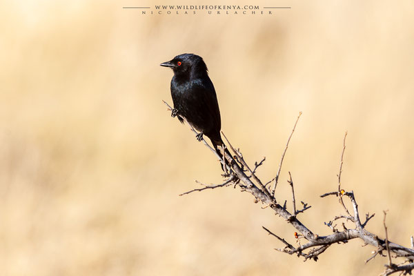 Samburu National Reserve
