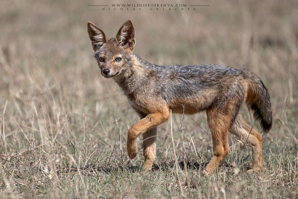 Mara Triangle National Reserve