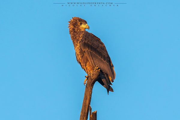 Samburu National Reserve