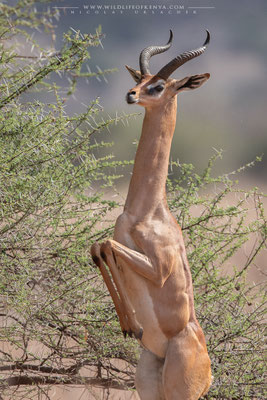 Samburu National Reserve