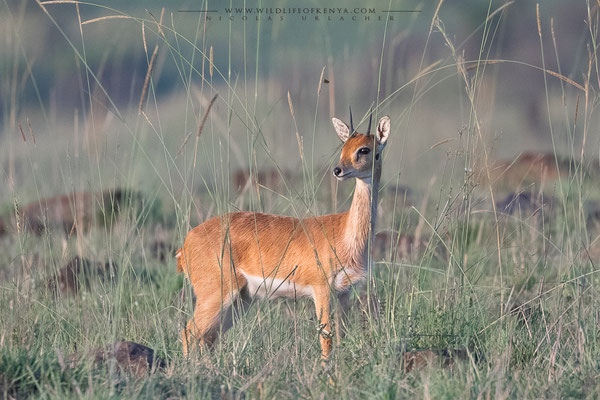 Mara Triangle
