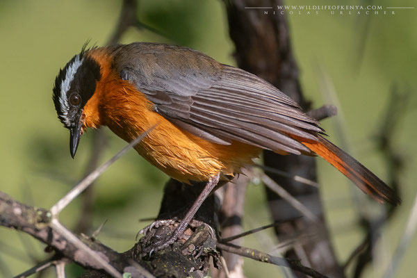 Lake Nakuru National Park