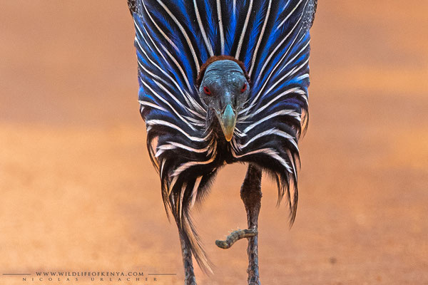 Tsavo West National Park