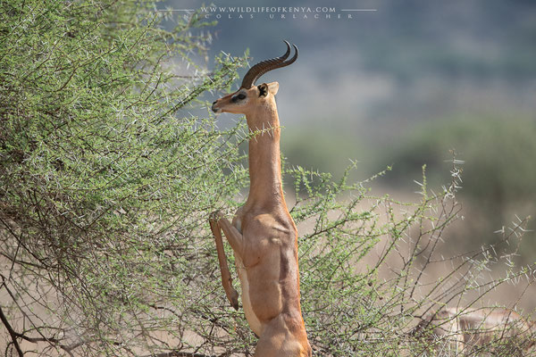 Samburu National Reserve