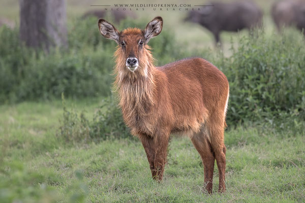 Nakuru National Park