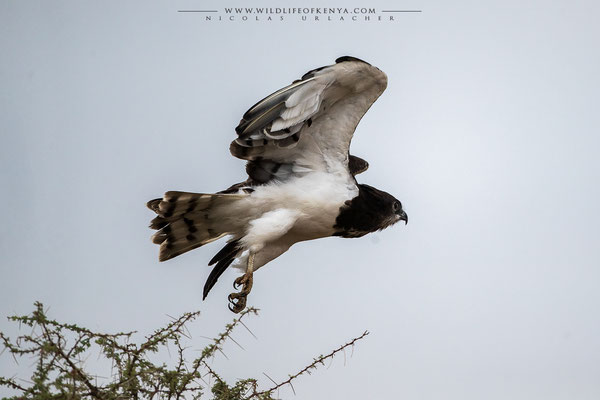 Buffalo Springs National Reserve