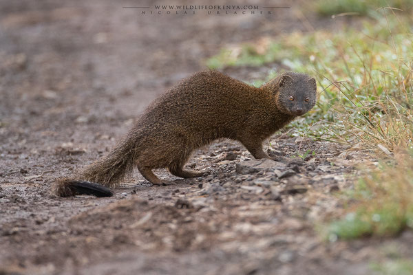 Aberdare National Park