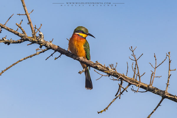 Champagne Ridge, Kajiado