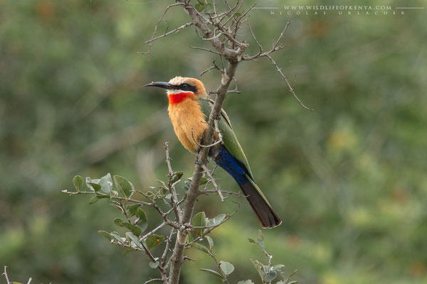 Nairobi National Park
