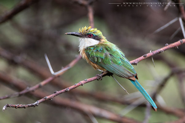 Samburu National Reserve