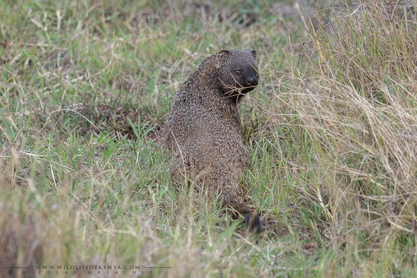 Masai Mara