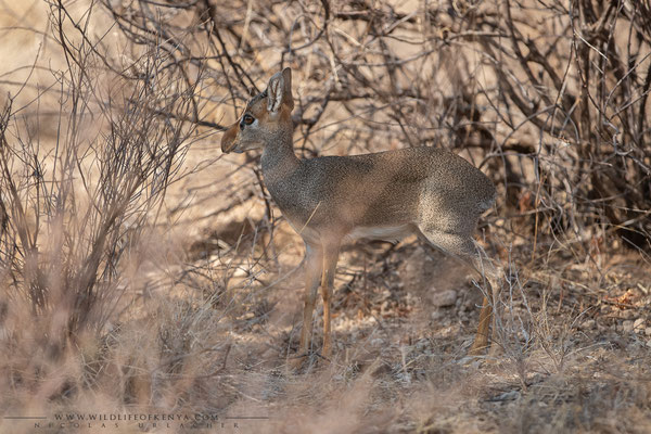 Buffalo Springs National Reserve