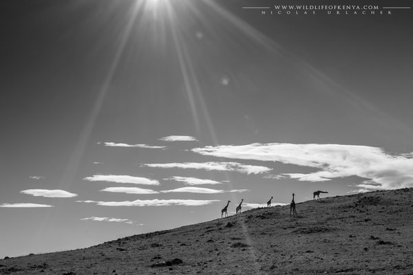 Masai Giraffe / Mara Triangle / January 2023