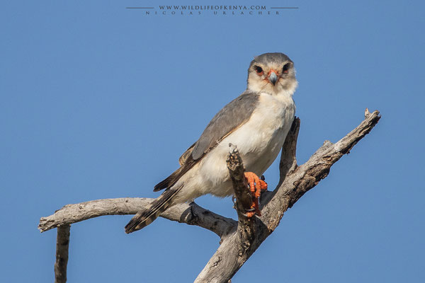 Samburu National Reserve