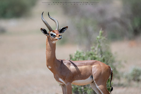 Samburu National Reserve